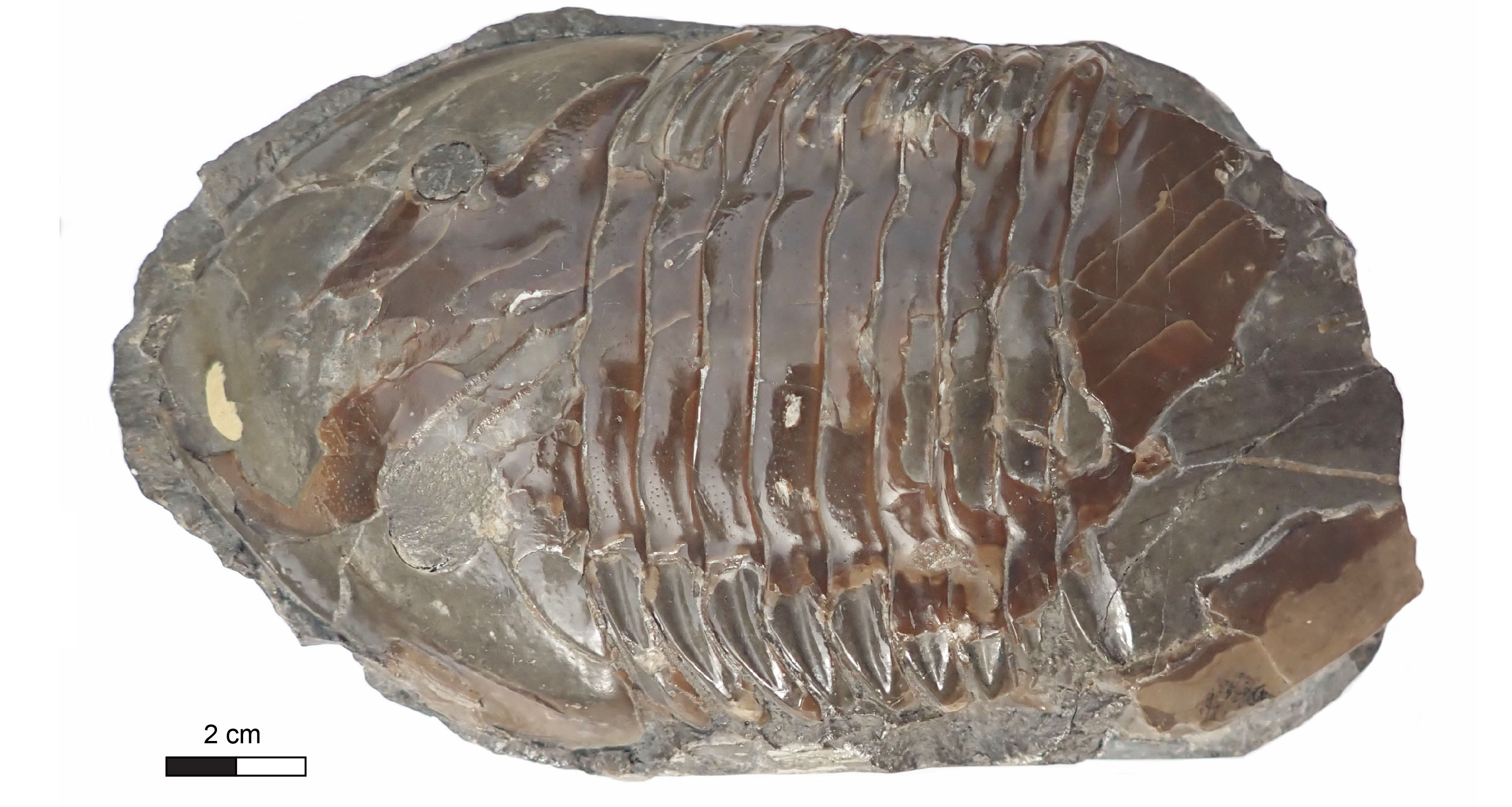 Isotelus